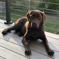 Nala Beans | Pawject Manager